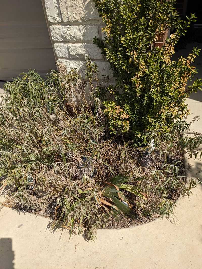 Shrubs Often Look Drought-Stressed Even When Soil Is Moist