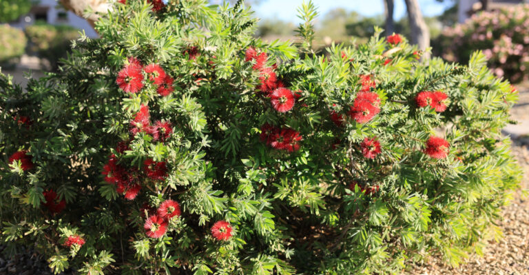 Shrubs That Give California Front Yards Privacy Without Looking Overgrown