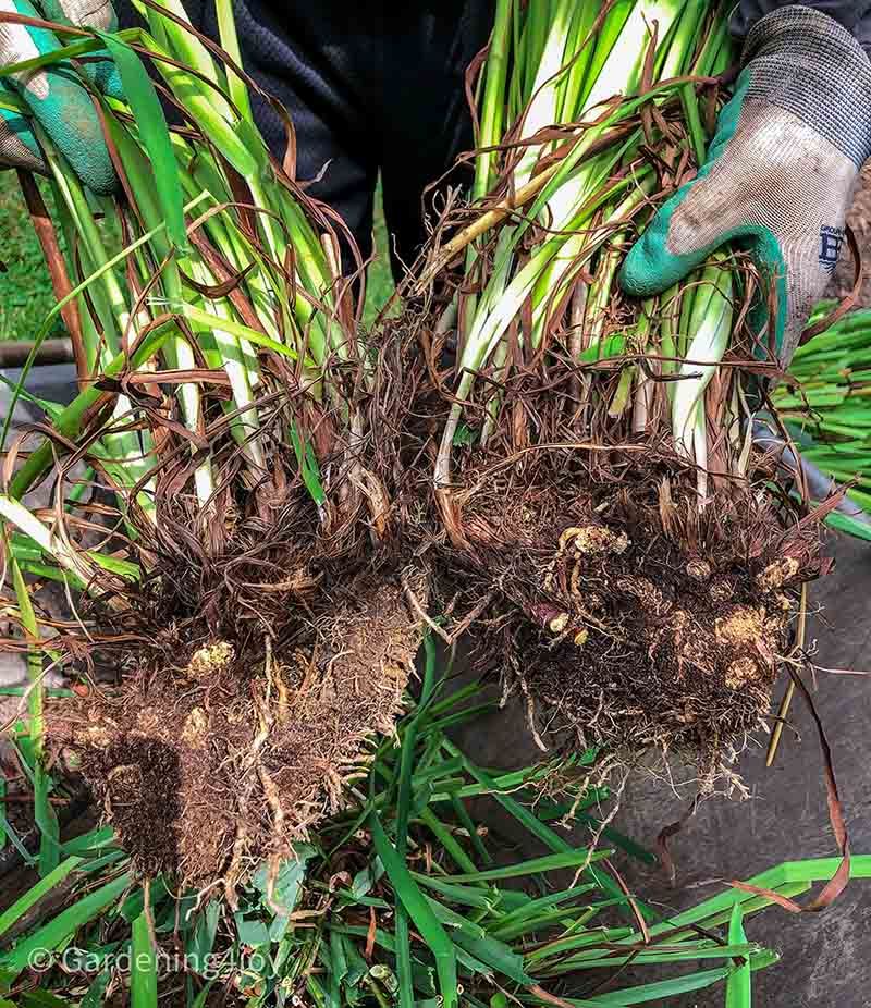 Siberian Iris Can Outgrow Its Space