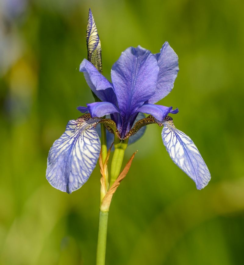 Siberian Iris Stands Its Ground In More Ways Than One