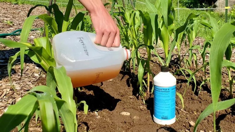 Side-Dress Heavy Feeders Before Peak Growth Passes