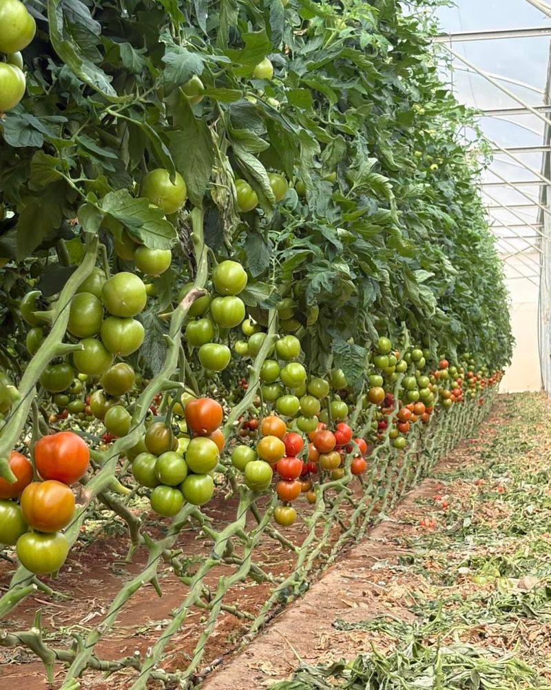 Side Dress When Fruit Starts Enlarging