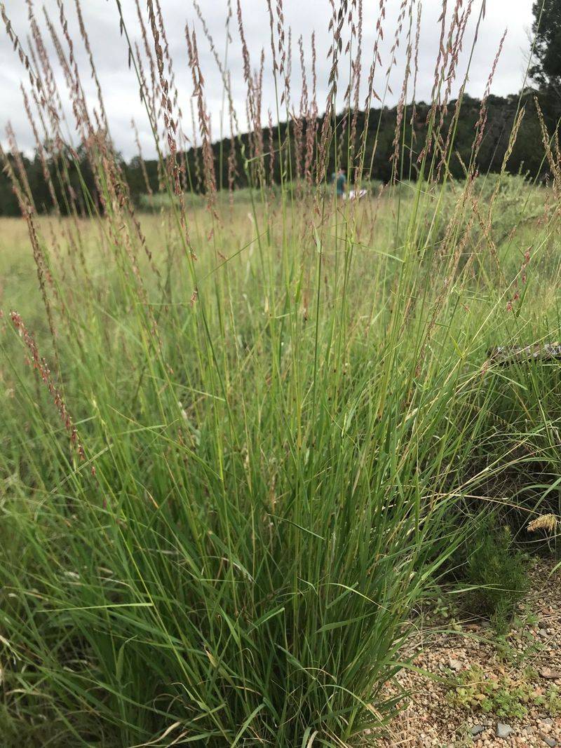 Sideoats Grama Adds Movement And Bird Value