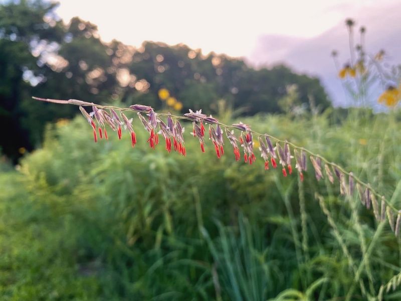 Sideoats Grama Adds Prairie Charm Sideoats Grama Adds Prairie Charm