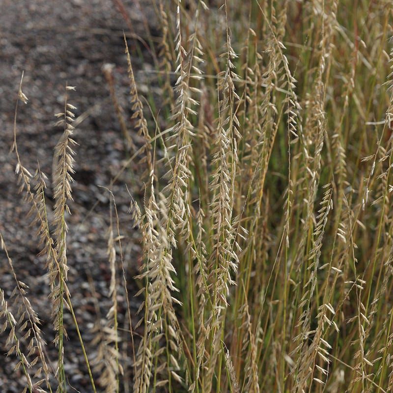Sideoats Grama Adds Texture Without A Turf Look Sideoats Grama Adds Texture Without A Turf Look