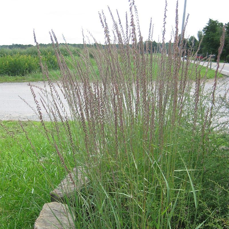 Sideoats Grama For Prairie-Style Open Ground Sideoats Grama For Prairie-Style Open Ground