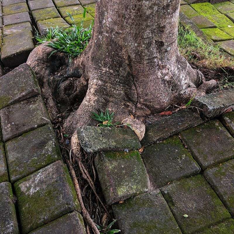 Sidewalks And Driveways Can Suffer When Roots Run Out Of Space Sidewalks And Driveways Can Suffer When Roots Run Out Of Space