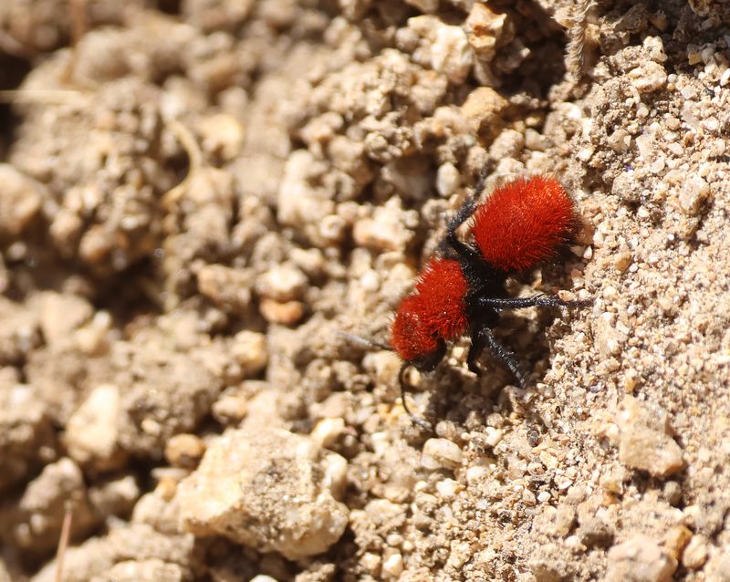 Sign Of Undisturbed, Healthy Soil