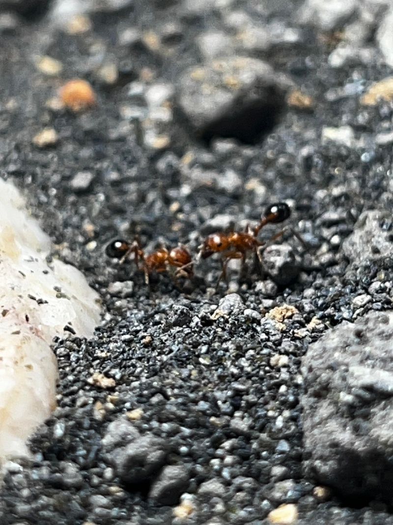 Signs A Fire Ant Colony Is Establishing In Your Yard Signs A Fire Ant Colony Is Establishing In Your Yard