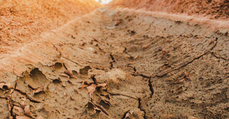 Signs Drought Stress Has Found Your Virginia Garden And How To Protect It Now