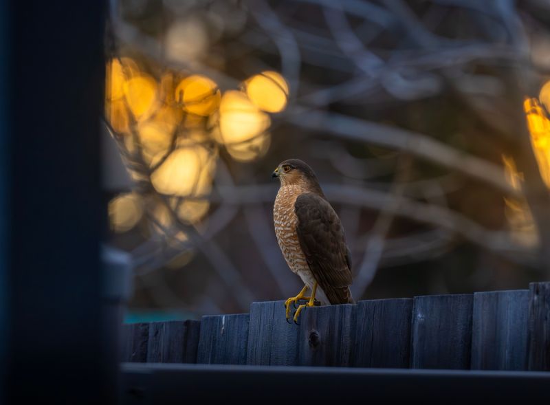 Signs It's The Same Hawk Visiting Every Time Signs It's The Same Hawk Visiting Every Time