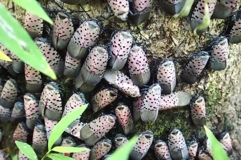 Signs Of A Spotted Lanternfly Infestation On Your Property