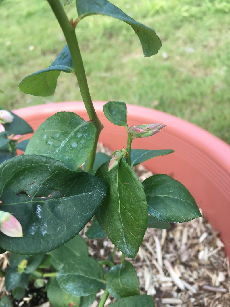 Signs Of Fungal Issues