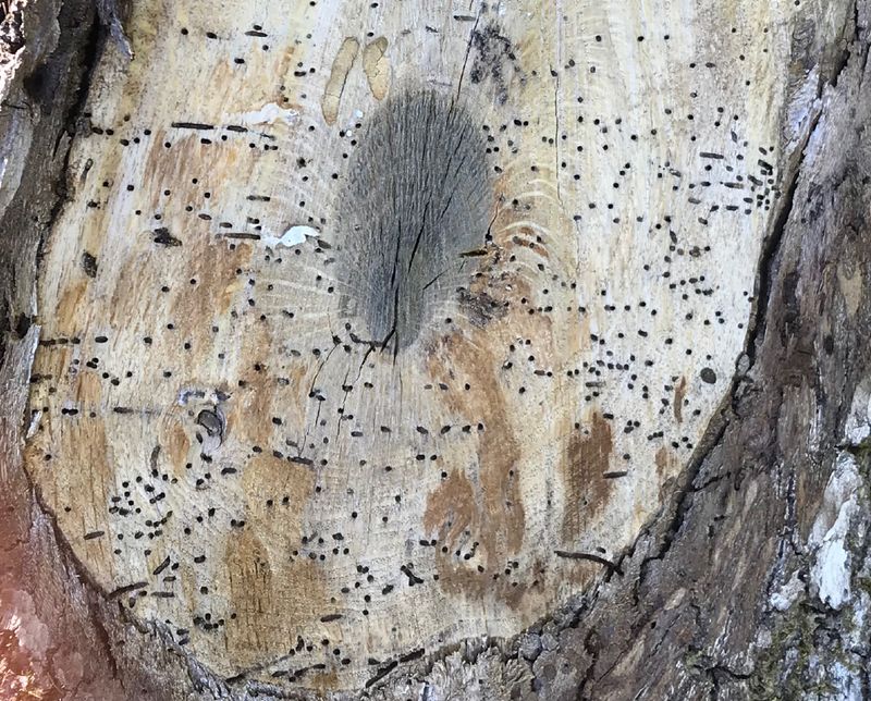 Signs Of Infestation Signs Of Infestation