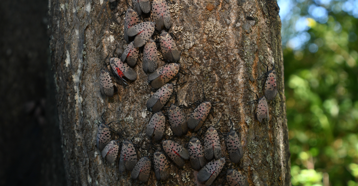 spotted lanternflies