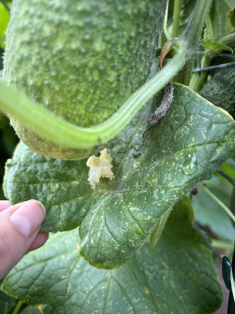Signs Of Vine Borer Activity