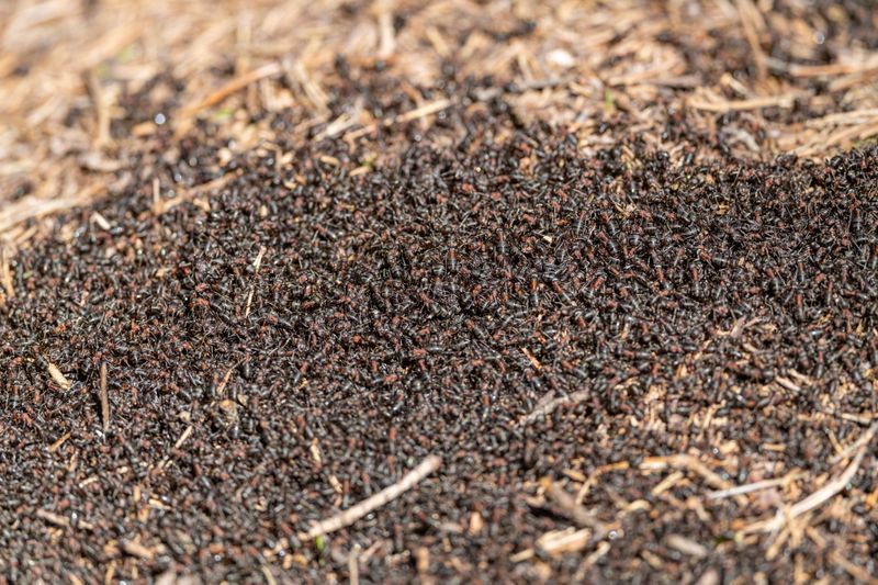 Signs That A Fire Ant Problem May Need Professional Attention Signs That A Fire Ant Problem May Need Professional Attention