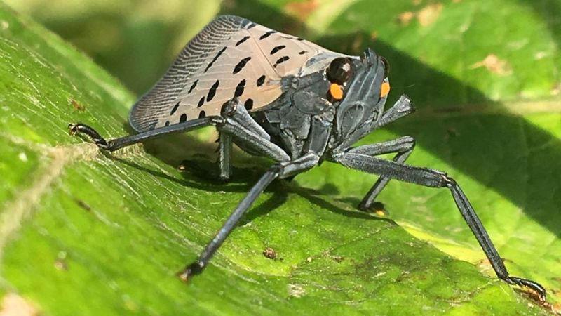 Signs This Pest Has Found Your Yard Signs This Pest Has Found Your Yard