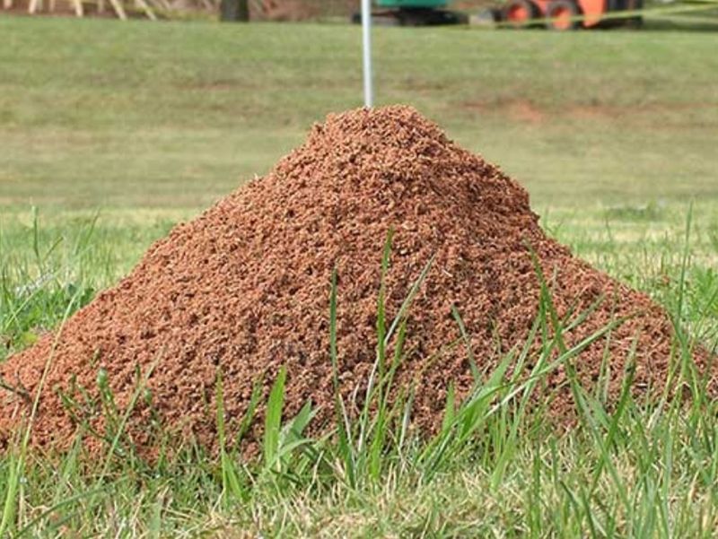Signs You Have More Than One Fire Ant Colony Signs You Have More Than One Fire Ant Colony