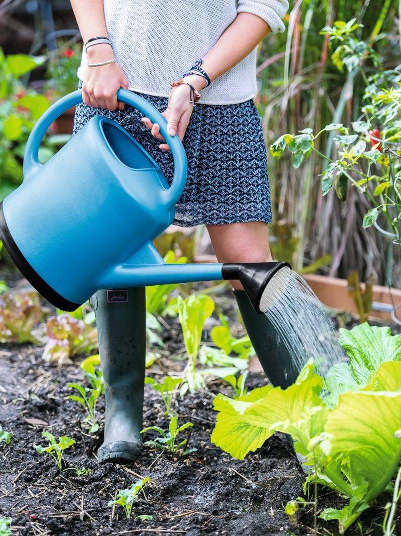 Signs Your Garden Needs Water And Signs It Does Not