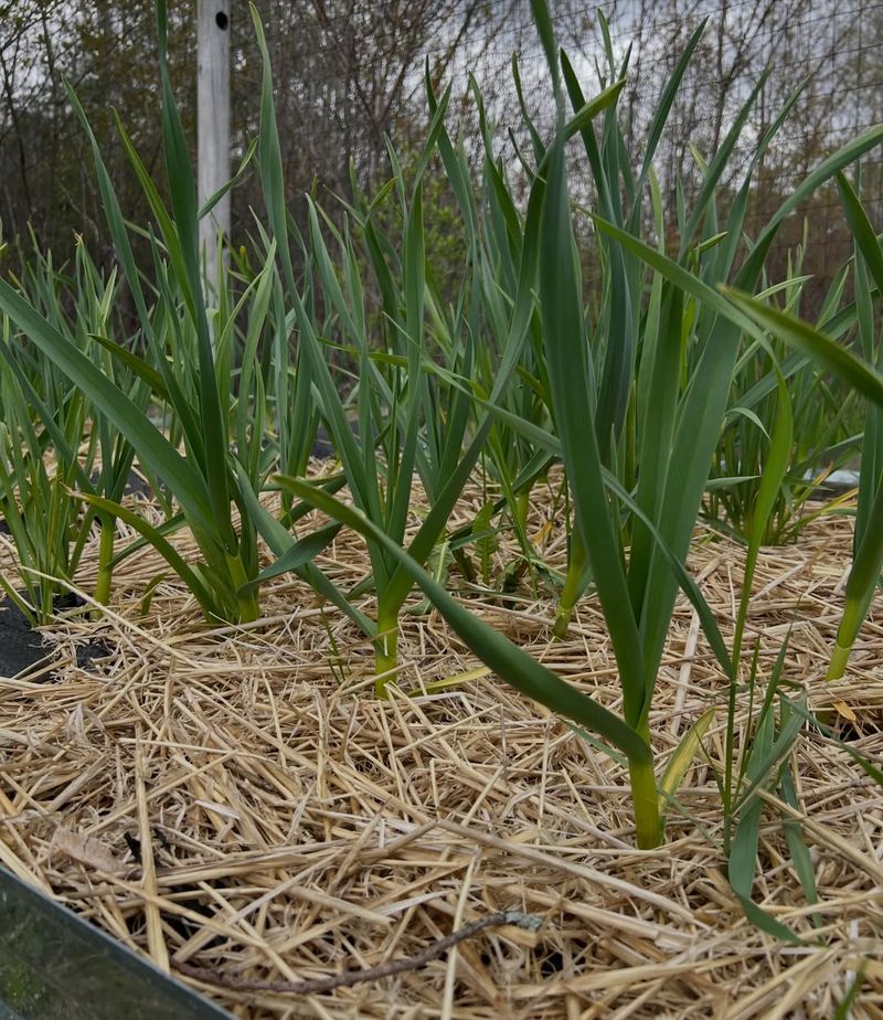 Signs Your Garlic Is Growing Strong
