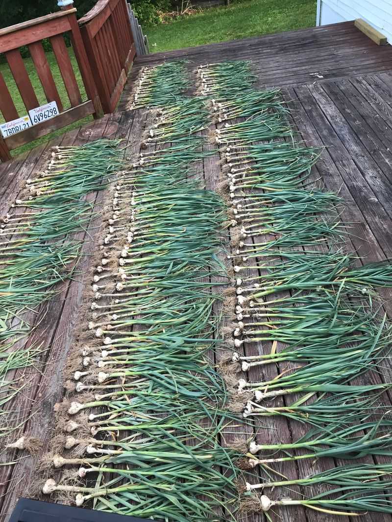 Signs Your Garlic Is Ready To Harvest In Summer Signs Your Garlic Is Ready To Harvest In Summer