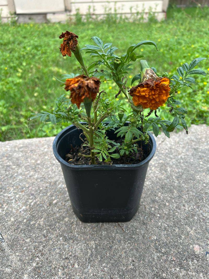 Signs Your Marigolds Are Getting Too Much Water Signs Your Marigolds Are Getting Too Much Water