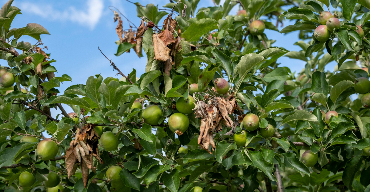 apple fire blight