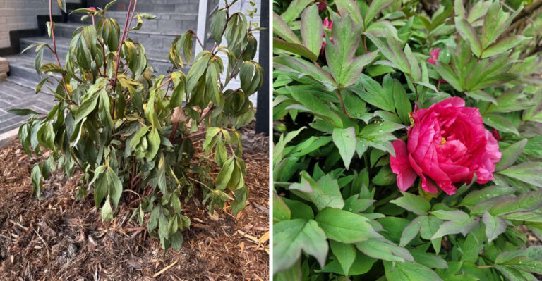 Signs Your Michigan Peony Has Blight And How To Stop It From Spreading Underground