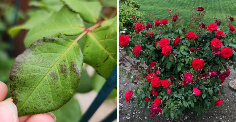 Signs Your Michigan Roses Have Black Spot And What To Do Before It Spreads