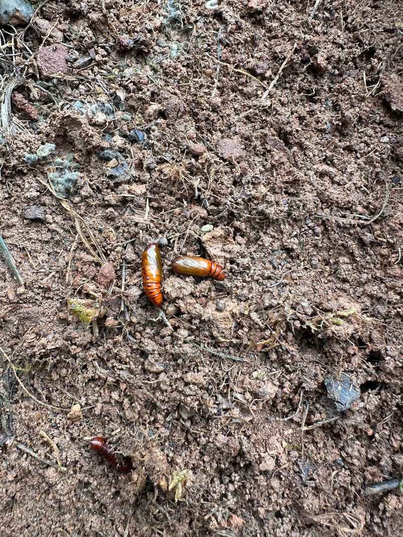 Signs Your New York Lawn Has A Pest Problem Below The Surface Signs Your New York Lawn Has A Pest Problem Below The Surface