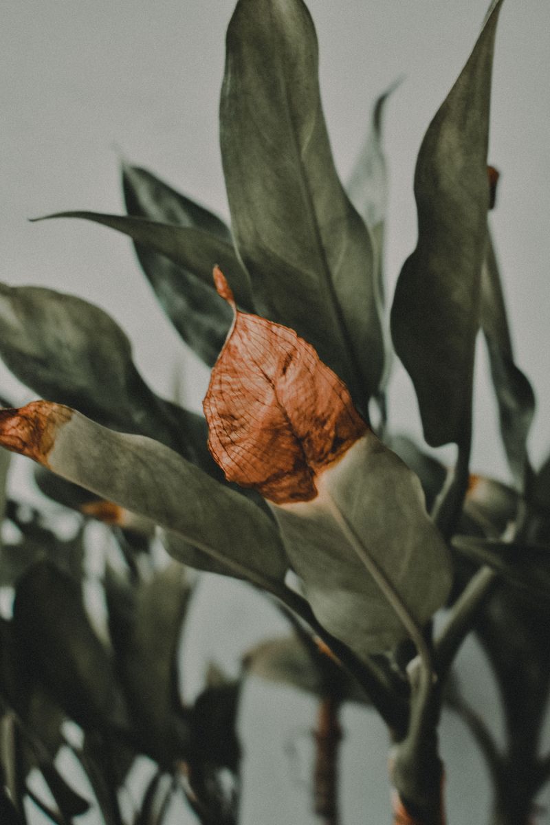 Signs Your New York Plants Are Heat Stressed And Not Just Thirsty