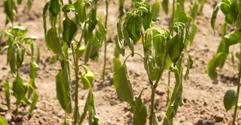 wilted pepper plants