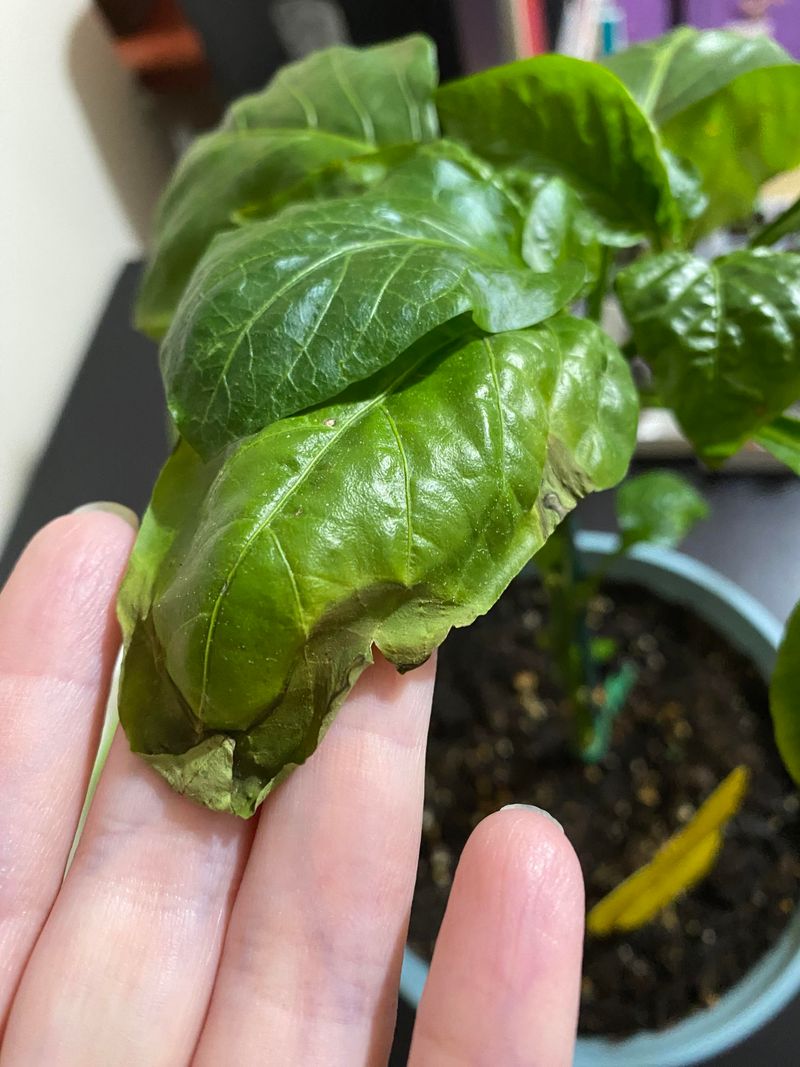 Signs Your Pepper Plants Took A Hit From The Cold