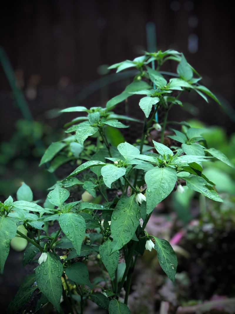 Signs Your Plants Are Recovering And Getting The Water They Actually Need