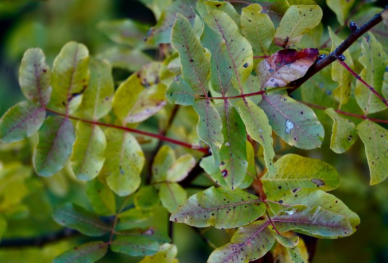 Signs Your Plants Are Suffering From Juglone Toxicity Signs Your Plants Are Suffering From Juglone Toxicity