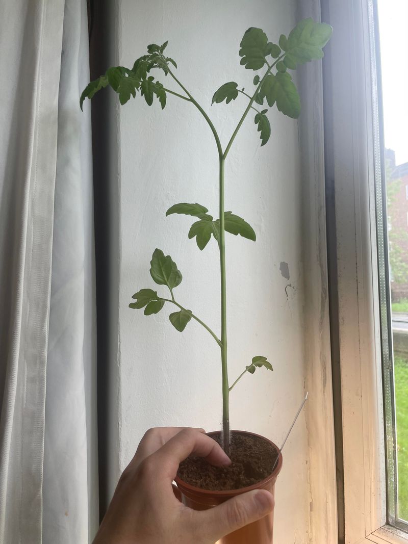 Signs Your Tomato Plants Are Becoming Leggy