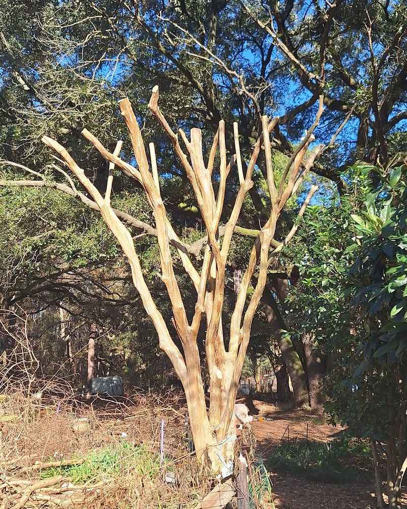 Signs Your Tree Is Recovering Or Still Struggling