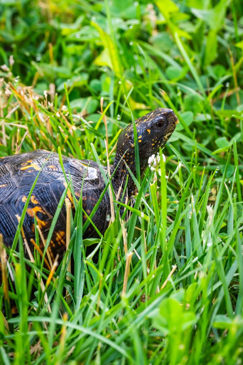 Signs Your Yard Is Already Box Turtle Territory