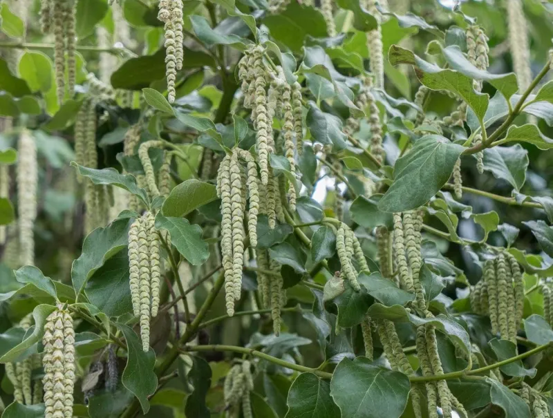 Silk Tassel Adds Evergreen Structure Along Shady Driveways Silk Tassel Adds Evergreen Structure Along Shady Driveways