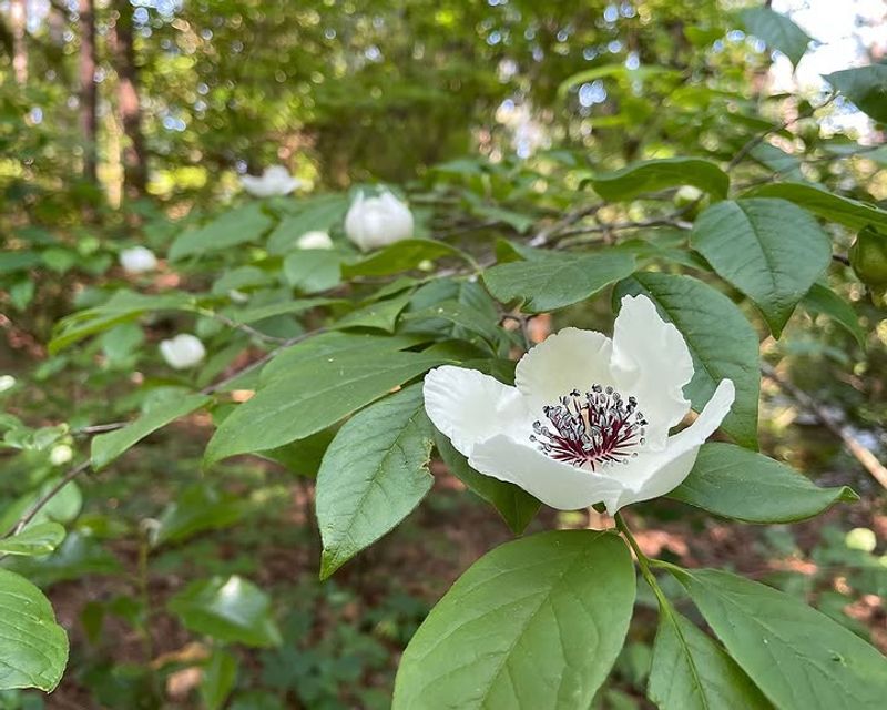 Silky Camellia Silky Camellia