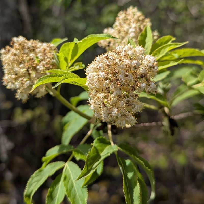 Silky Dogwood Likes Moist Areas
