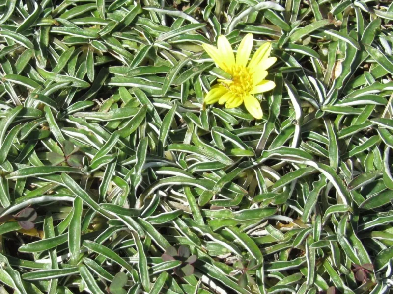 Silver Carpet Gives Hot Yards A Tight Low Groundcover