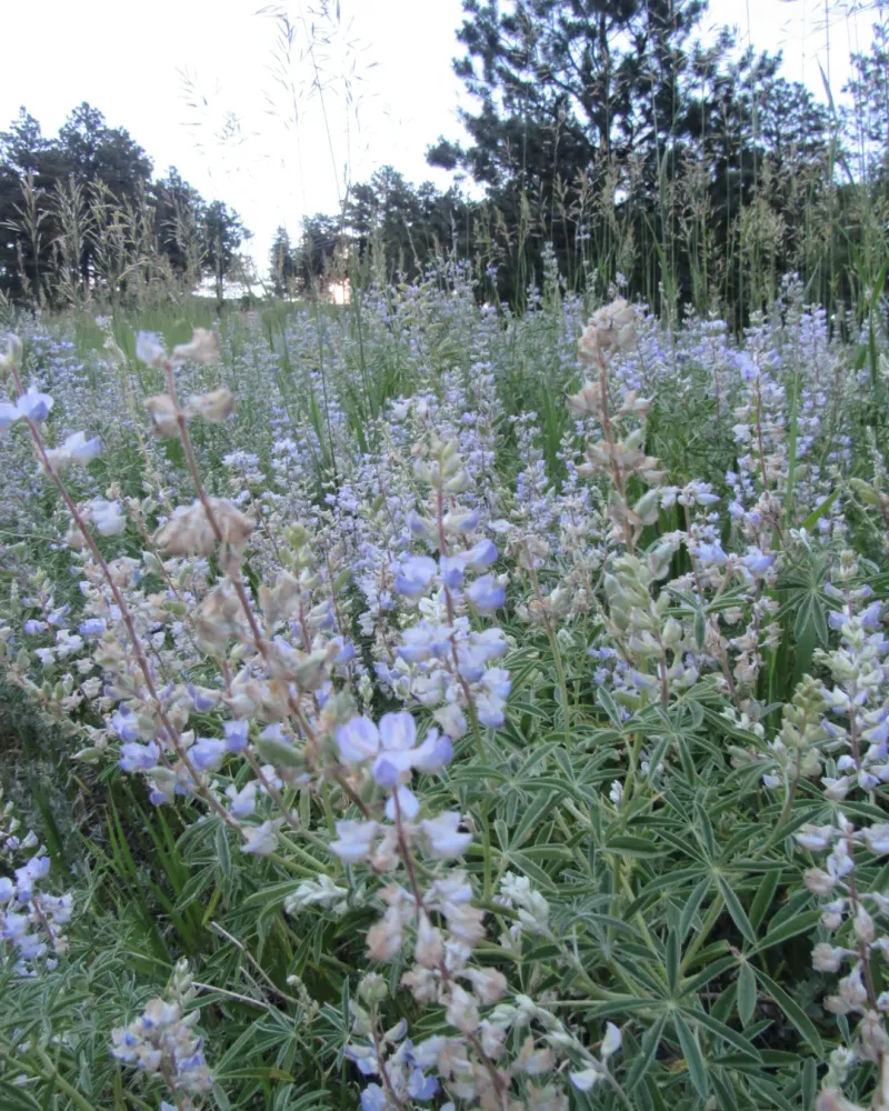 Silver Lupine Adds Structure And Spring Color