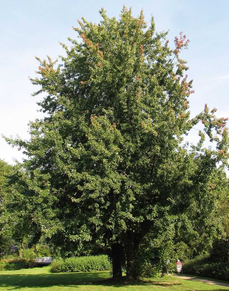Silver Maple Can Lift Nearby Sidewalks