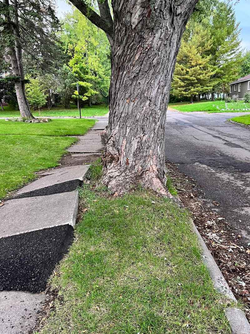 Silver Maples Can Lift Pavement And Crowd Utilities Silver Maples Can Lift Pavement And Crowd Utilities