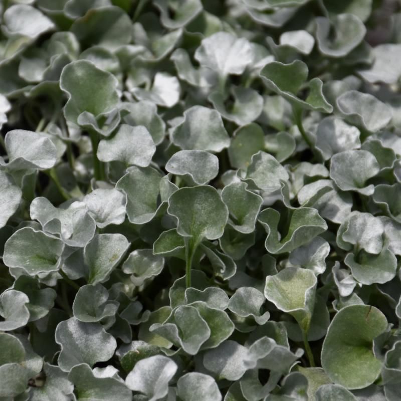 Silver Ponyfoot Brings Silvery Seasonal Interest