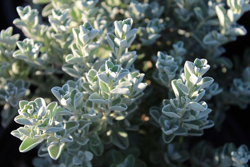 Silvery Foliage Looks Good Between Flower Flushes