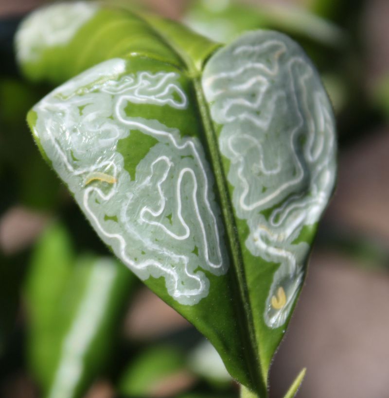 Silvery Trails Reveal The Larvae