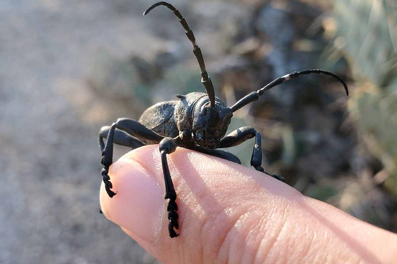 Similar-Looking Beetles Can Cause Confusion Similar-Looking Beetles Can Cause Confusion